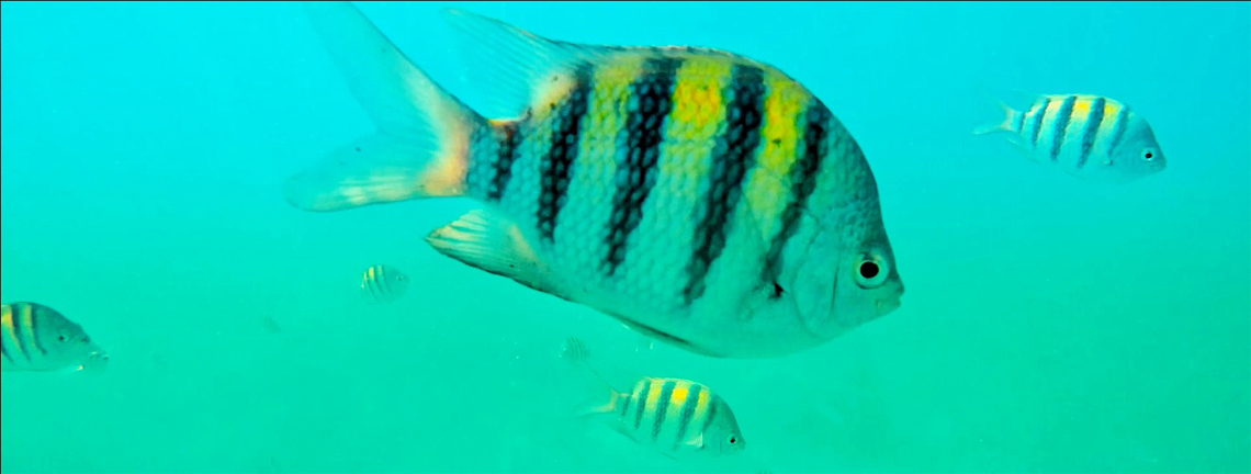 Vida marina en Jardines del Rey